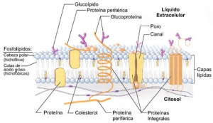 Estructura de la Membrana Celular